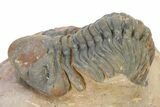 Detailed Reedops Trilobite - Atchana, Morocco #319932-1